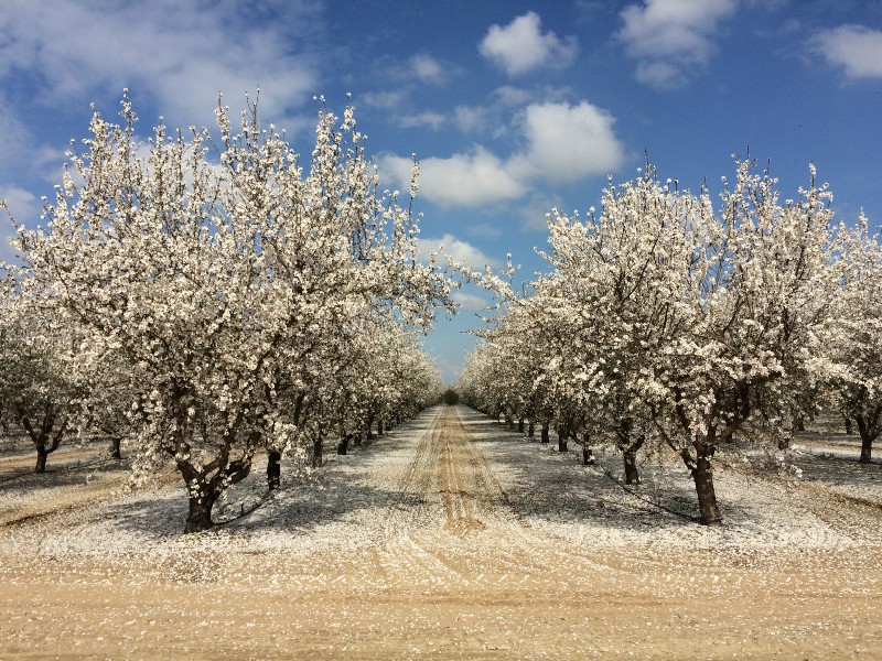 an orchard in spring