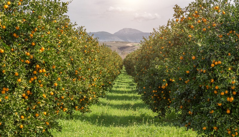 an orchard in summer