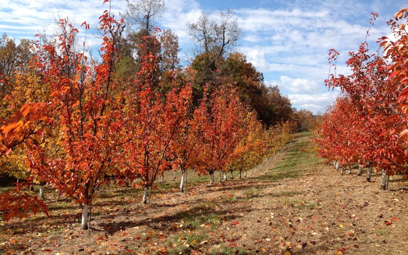 an orchard in fall