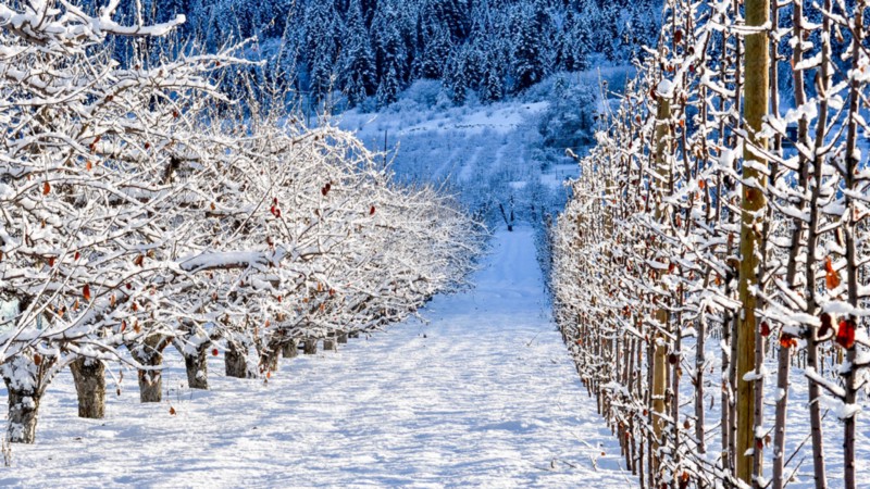 an orchard in winter